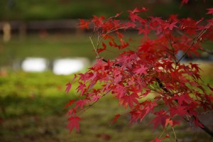 開山堂の庭園の紅葉