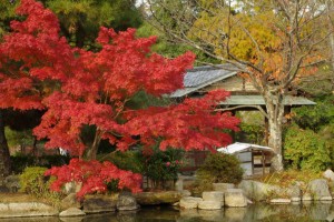 円山公園の紅葉