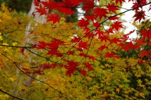 銀閣寺の紅葉