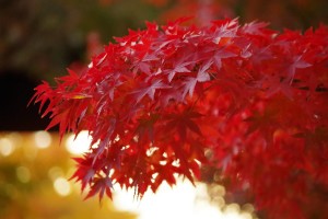 永観堂の紅葉