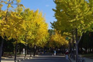 大阪城公園のイチョウ並木