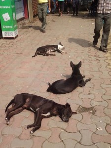 コルカタの野良犬たち