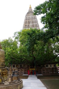 マハーボディー寺院の菩提樹
